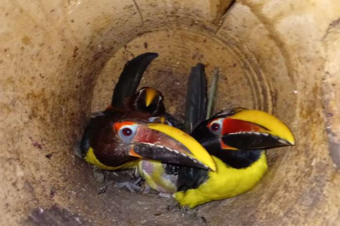 groene arassari - pteroglossus viridis