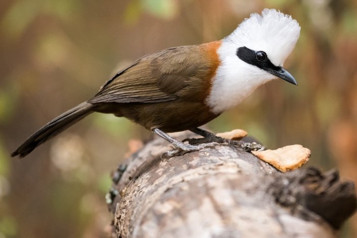 1-2 witkuif gaailijster (garrulax leucolophus) 2025