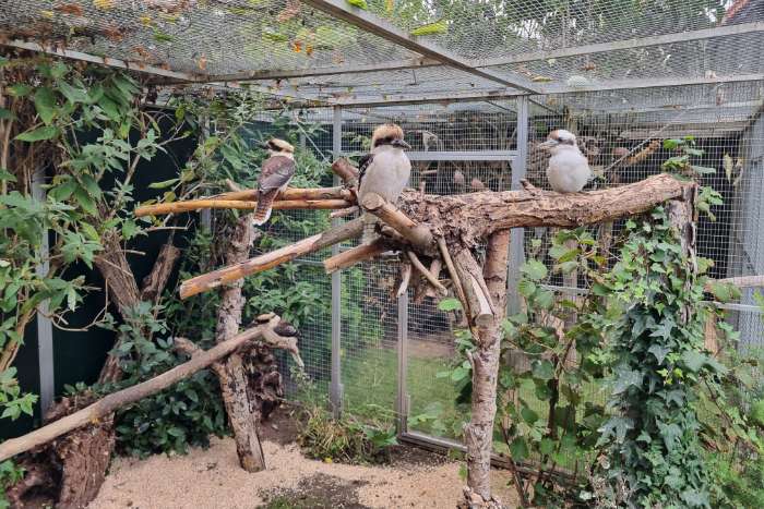 kookaburra poppen 2025