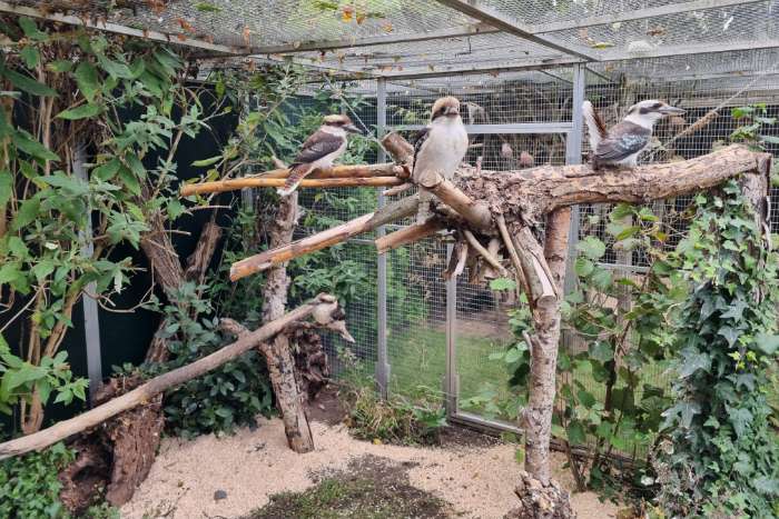 kookaburra poppen 2025