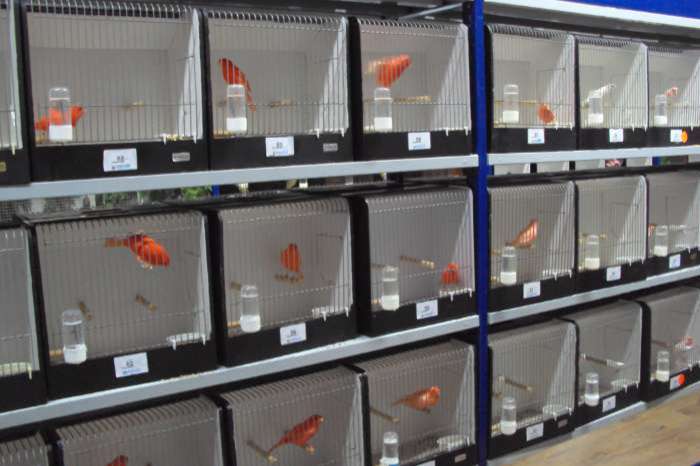 internationale    tentoonstelling  't ,  sieske.  stein