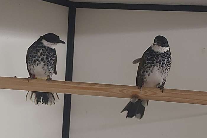 koppel schubborst buulbuuls