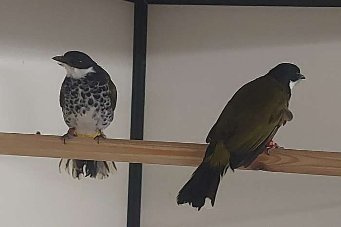 koppel schubborst buulbuuls