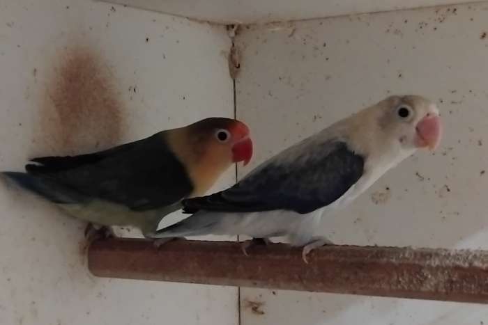 fischerie 3 kweekkoppels