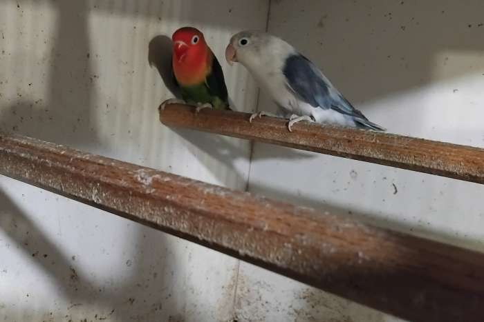 fischerie 3 kweekkoppels