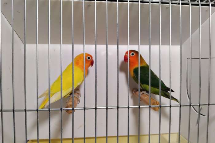 fischerie gele zwartoog