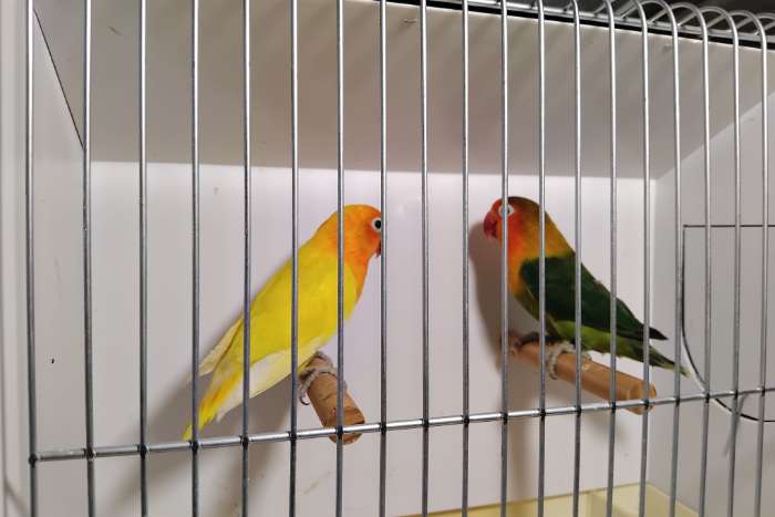 fischerie gele zwartoog