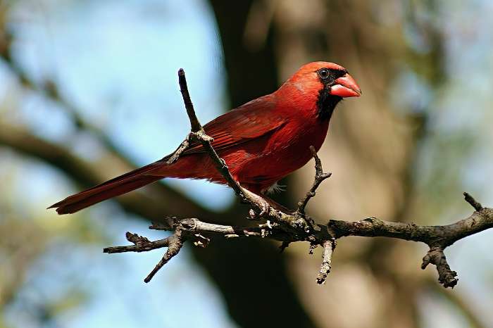ik zoek 1-1 rode kardinalen 2025 fors type minimum 23 cm gemeten