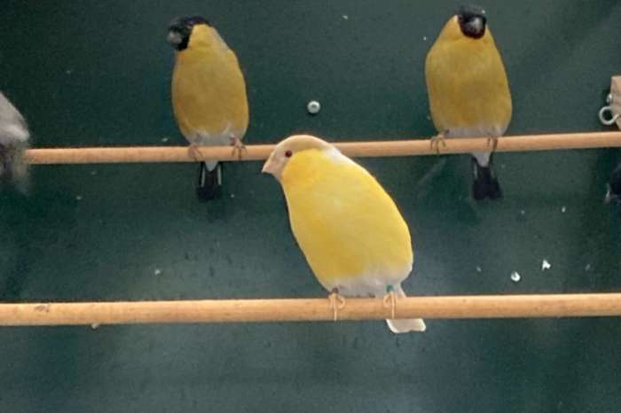 satinet gele goudvinken alsook split vogels