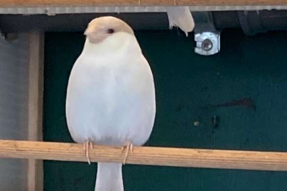 satinet gele goudvinken alsook split vogels