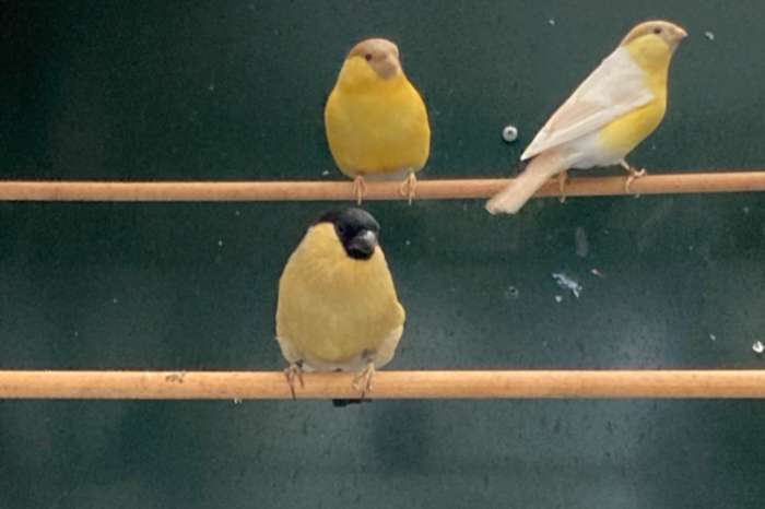 satinet gele goudvinken alsook split vogels