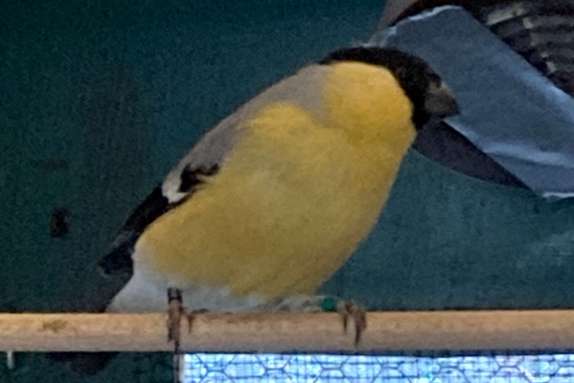 satinet gele goudvinken alsook split vogels