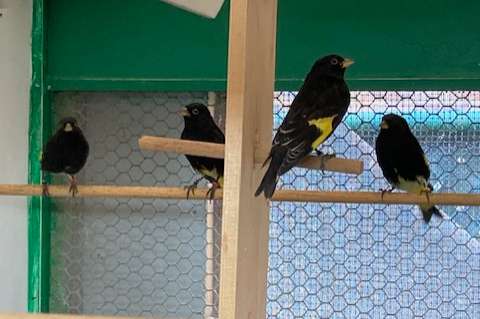 zwarte sijzen, onverwante koppels met dna