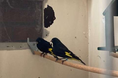 zwarte sijzen, onverwante koppels met dna