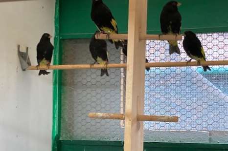 zwarte sijzen, onverwante koppels met dna