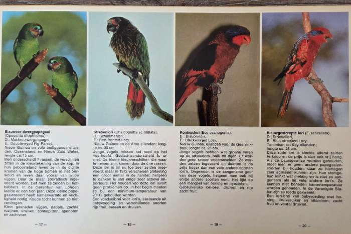 atlas papegaaien in kleur