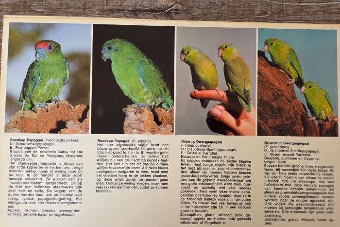 atlas papegaaien in kleur