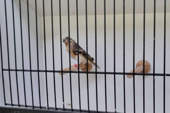 citroenborst edelzanger