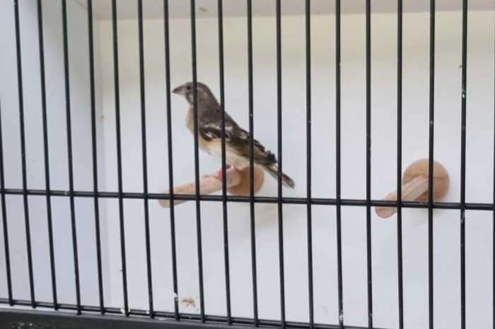 citroenborst edelzanger