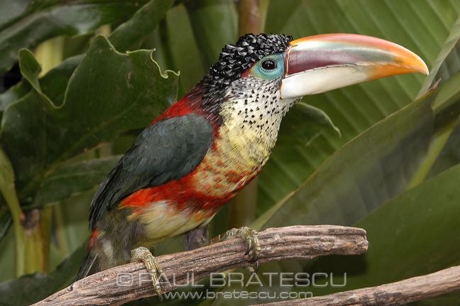 1-0 krulkop arassari (pteroglossus beauharnaessi)