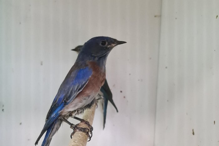 1-1 blauwkeel sialia