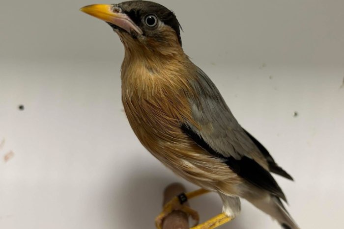 3-3 pagode spreeuwen