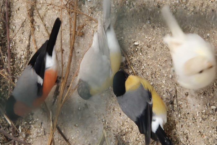 goudvinken geel bruin satinet pastel