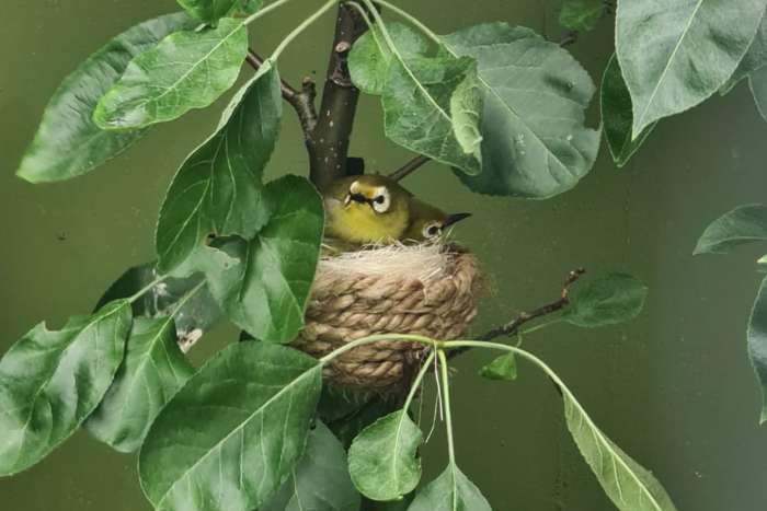 gezocht, kikuyu brilvogels losse man /  koppel