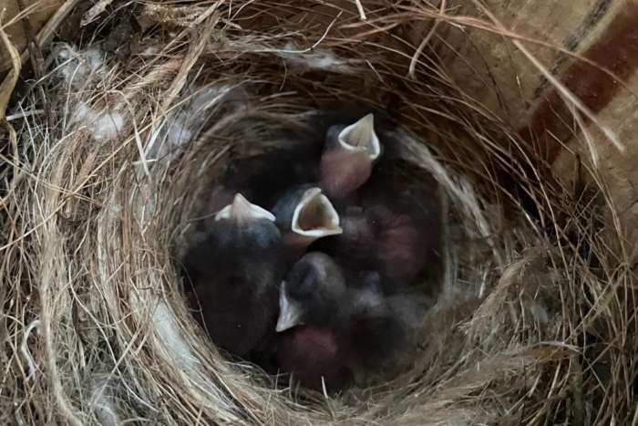 gekraagde roodstaarten 2025, verwant koppel!