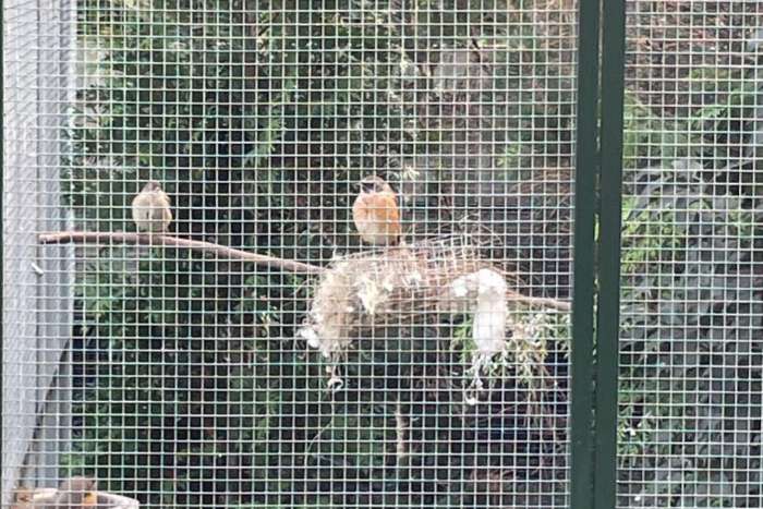 gekraagde roodstaarten 2025, verwant koppel!