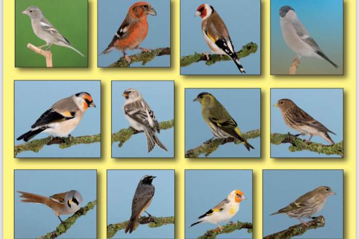 speelt u mee of komt u kijken?