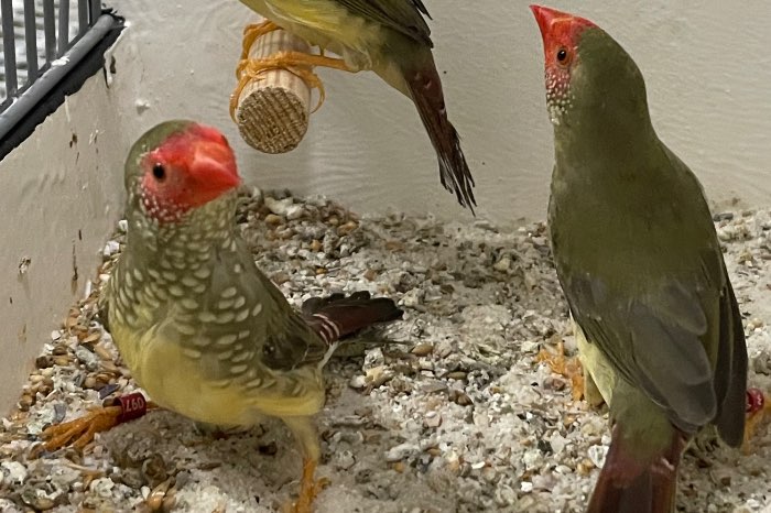 binsenastrilde poppen