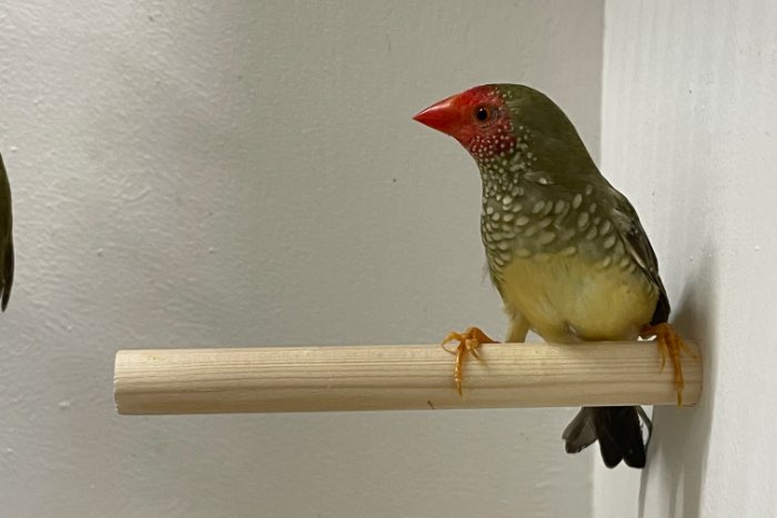 binsenastrilde poppen