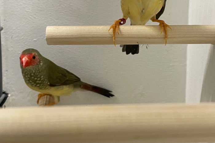 binsenastrilde poppen