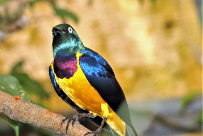 koningsglansspreeuw pop