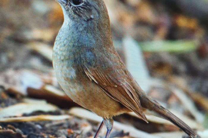 calliope/luscinia  pectoralis