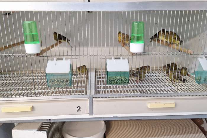 timbrado 's  (  classico )