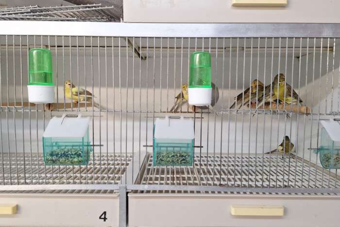 timbrado 's  (  classico )