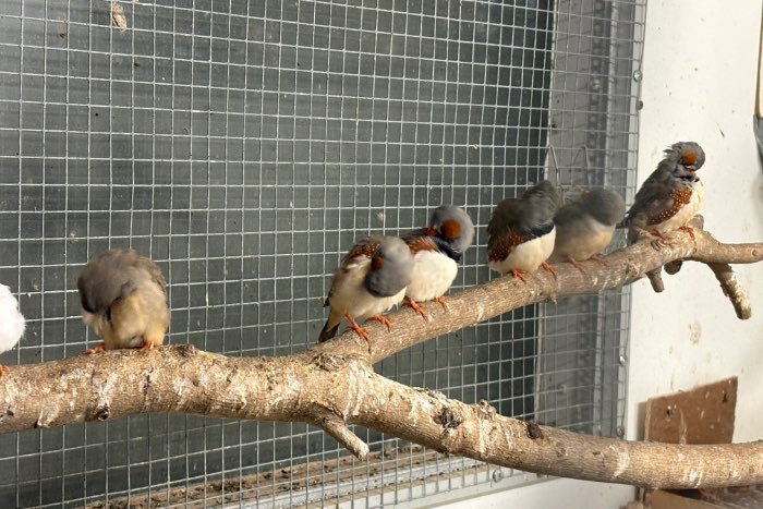 zebravink koppels bijna gratis