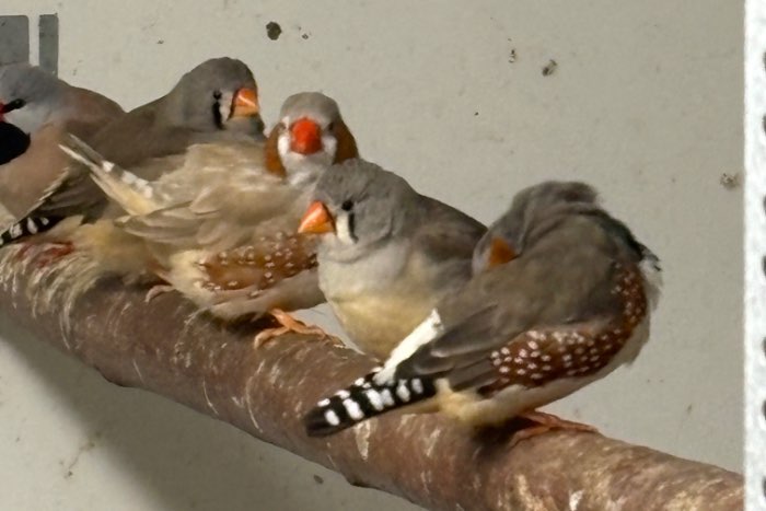 zebravink koppels bijna gratis