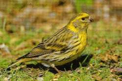 gezocht  frater man en  europese   kanarie man