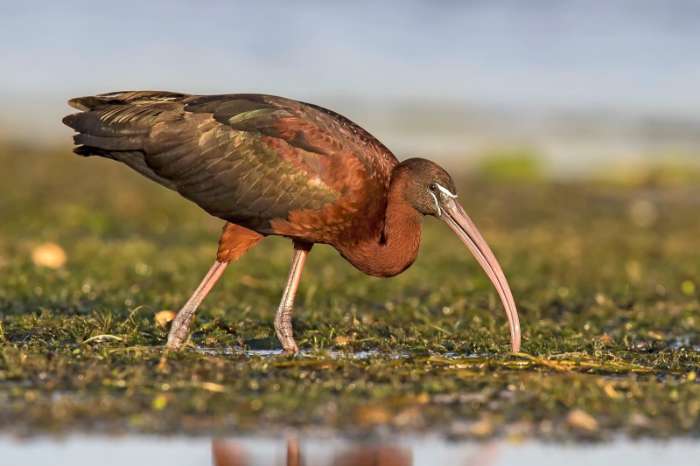 available plegadis falcinellus