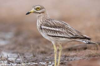 available burhinus oedicnemus