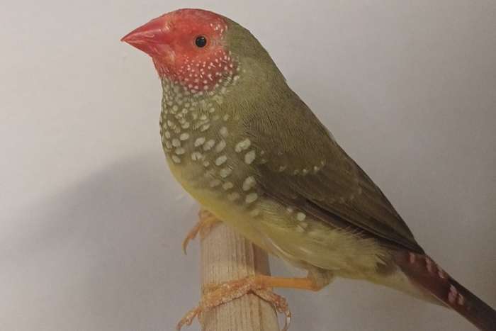 €45,00 koppel binsenastrilde roodkop x oranje