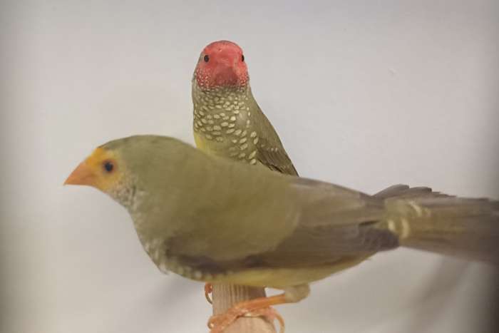 €45,00 koppel binsenastrilde roodkop x oranje