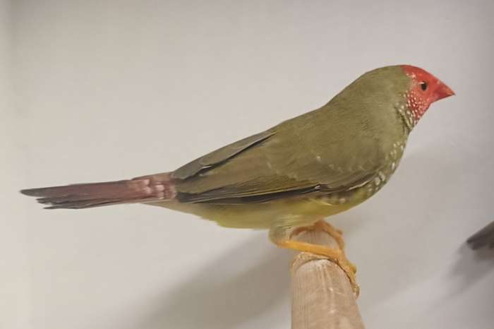 €45,00 koppel binsenastrilde roodkop x oranje