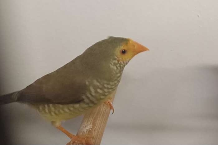 €45,00 koppel binsenastrilde roodkop x oranje