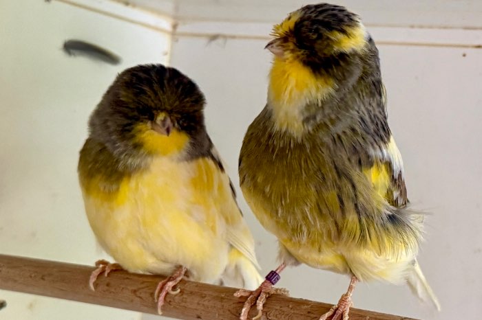 twee overjarige mannen norwichkanaries