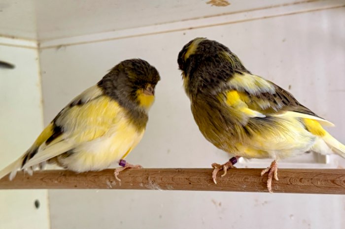 twee overjarige mannen norwichkanaries