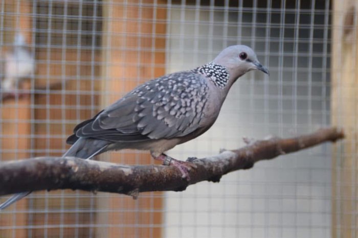 verschillende soorten duiven